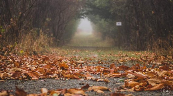 Foggy trail cover in fallen leaves