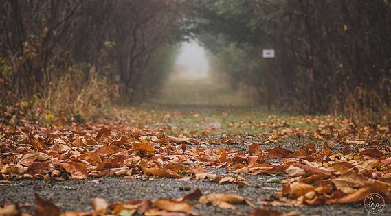 Foggy trail cover in fallen leaves