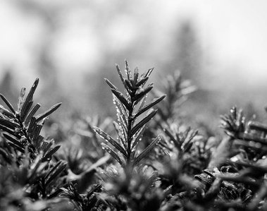 A close view in black and white of frozen raindrops covering pine needles