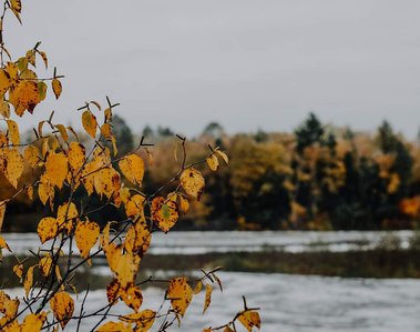 Yellow colored leaves with a fall color lined waterfall and fog in northern Michigan