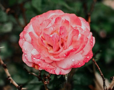 Raindrops laying on a pink color flower