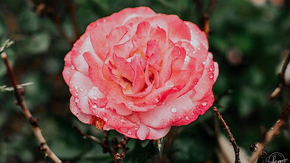 Raindrops on a beautiful pink Spring flower.