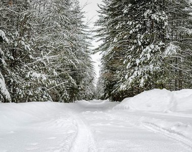 Tire tracks on a snow covered back road line with pine trees in northern Michigan