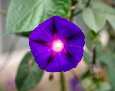 Nature photography: a close view of an vibrant purple color flower