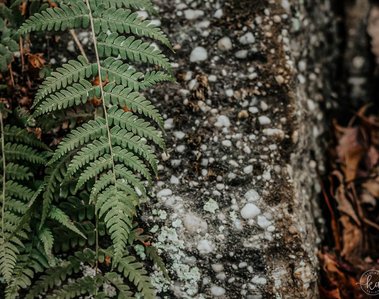 A closer view of a growing fern on rock covered ground