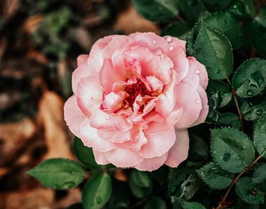 Gorgeous nature photography: a close view of raindrops on a pink color rose