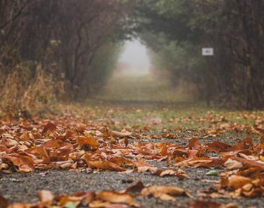 A long trail layered with autumn leaves leading to a foggy tunnel of trees