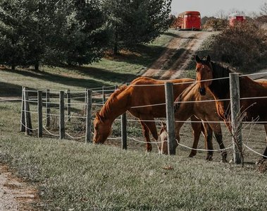 Horses grazing behind a fence in the countryside of Michigan