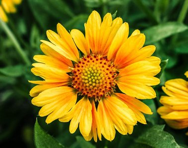 Yellow and orange flower