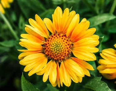 Yellow and orange flower