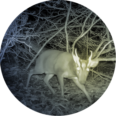 Roe deer looking into a night vision camera.