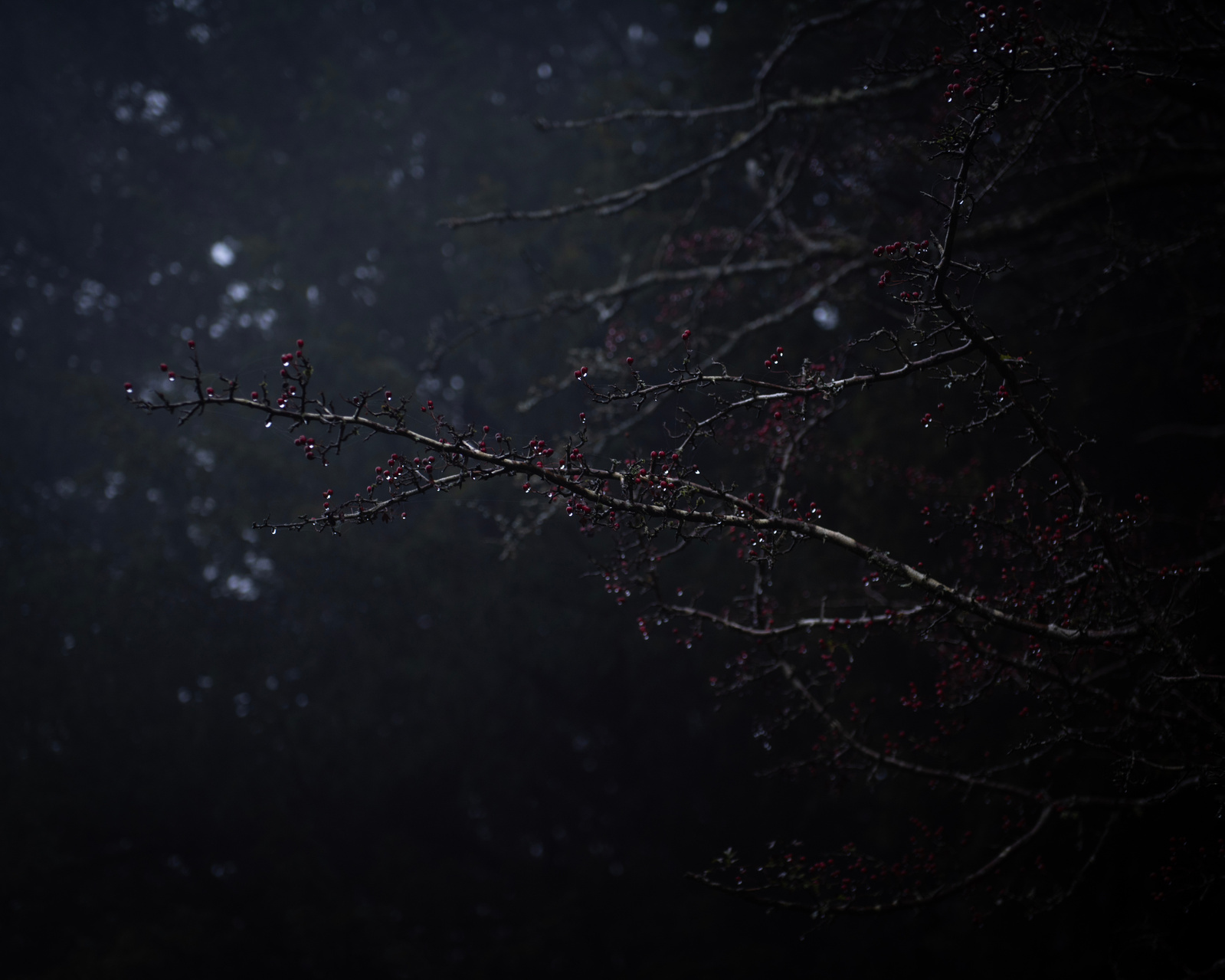 Branches of a tree at night. 