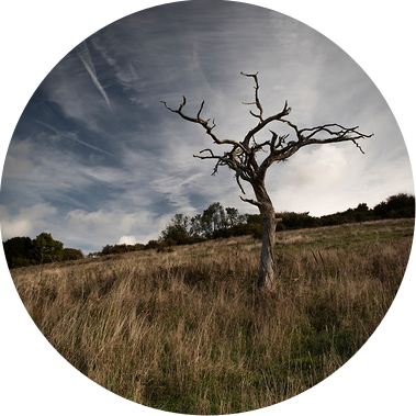 Dead tree standing alone in a wild landscape.