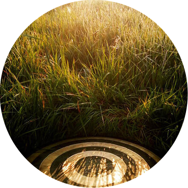 Gong laying on the ground in warm sunlight.