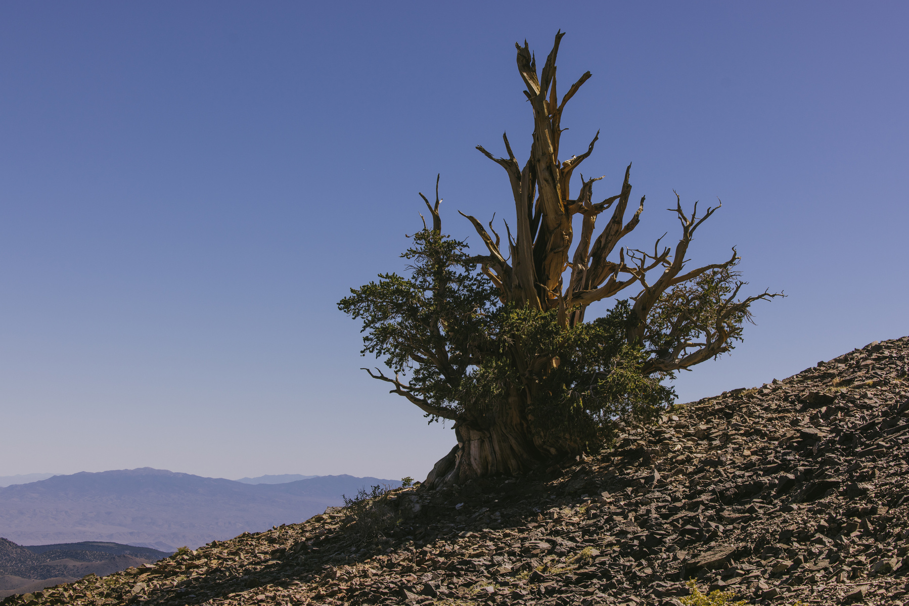 One of the oldest living organisms in the world. Not only is it right here in our backyard, it also symbolizes some very hard work over the years. 