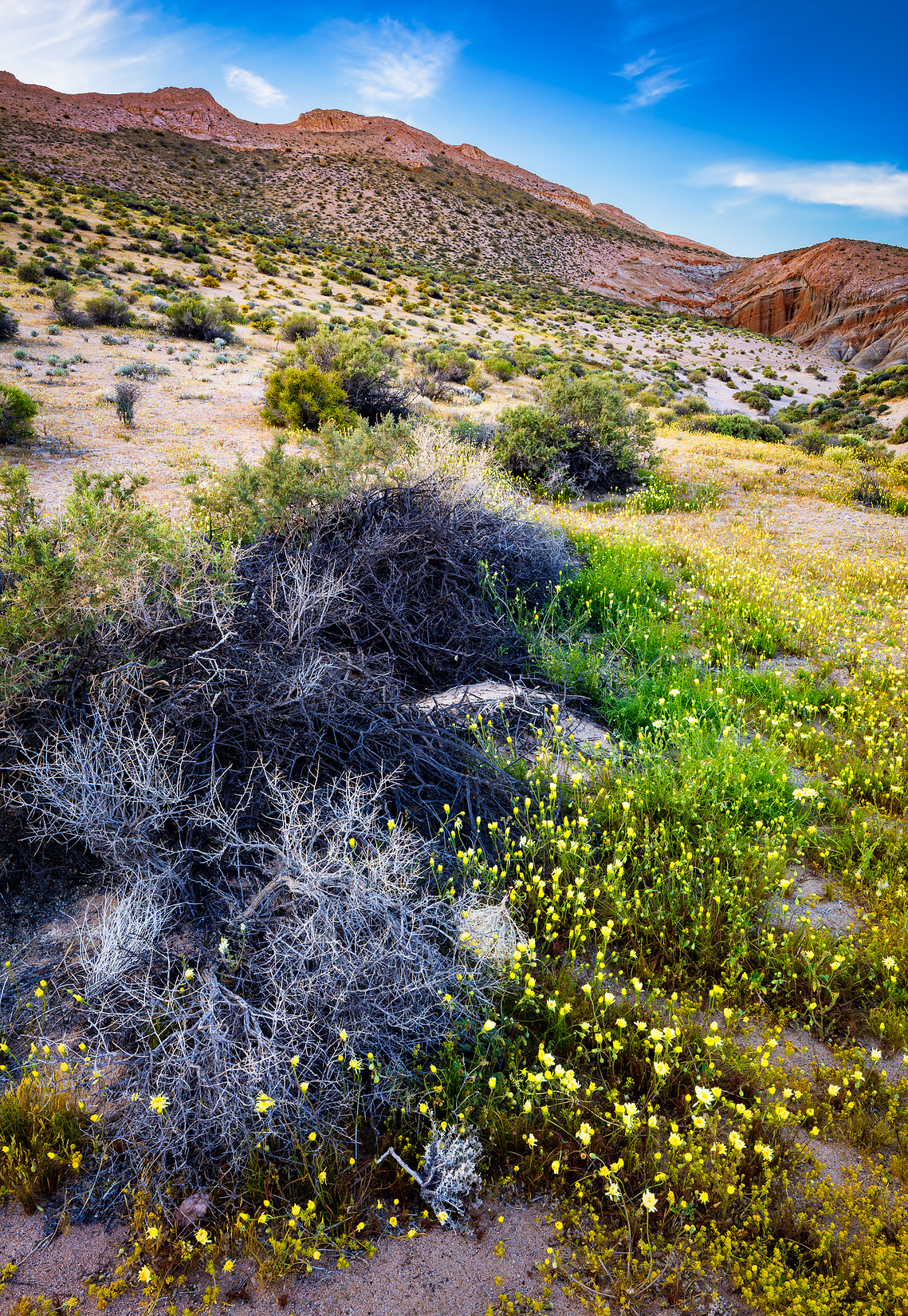 Spring arrives in the Mojave Desert, Red Rock Canyon State Park, California.