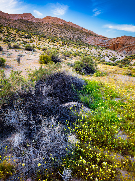 Spring arrives in the Mojave Desert, Red Rock Canyon State Park, California.