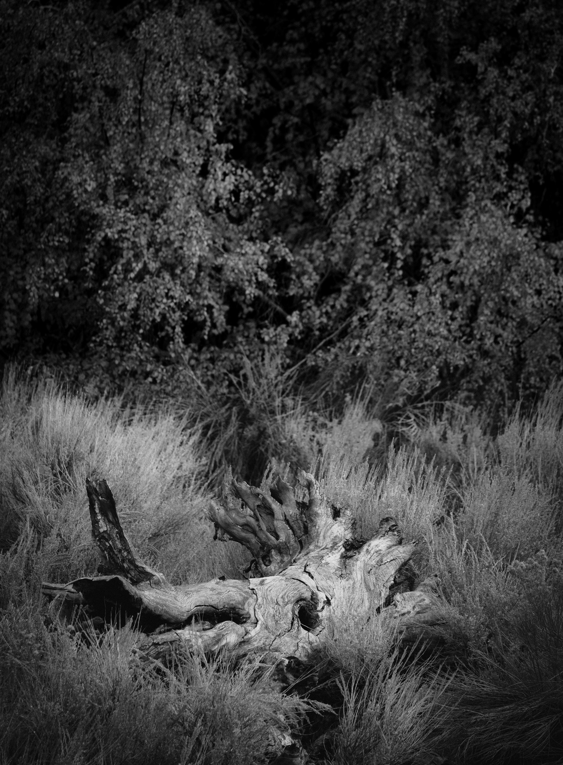 Back to the earth, in the High Sierra, California.