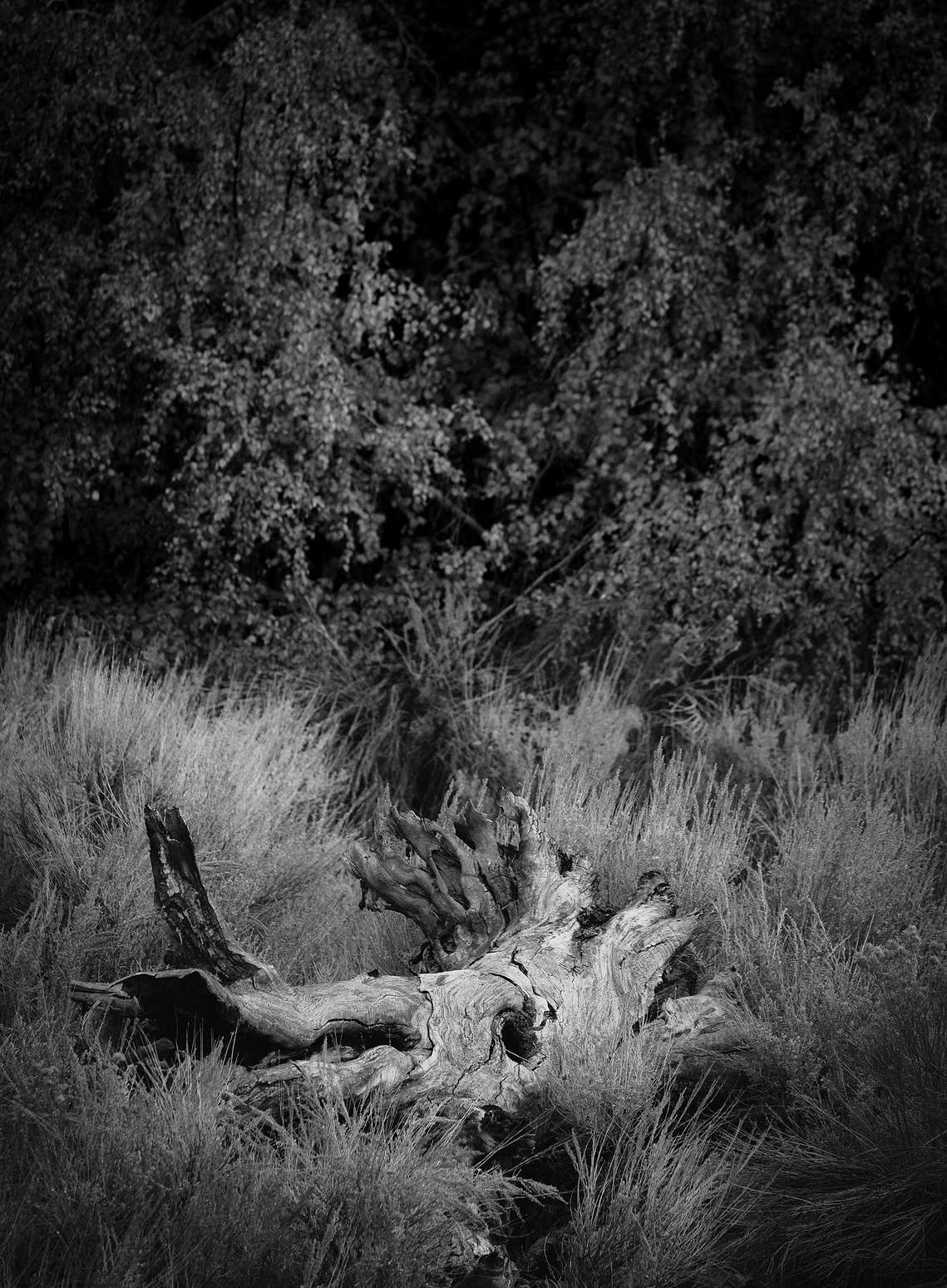 Back to the earth, in the High Sierra, California.