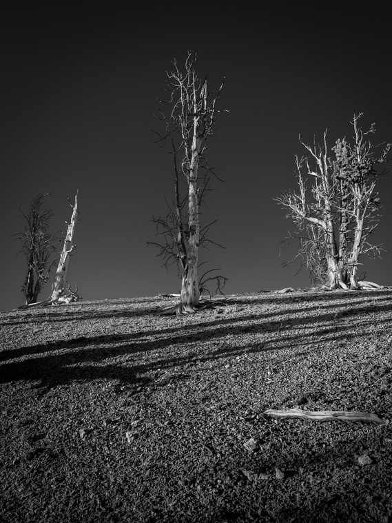 Bristlecone Pines, Cedar Breaks National Monument, Utah.