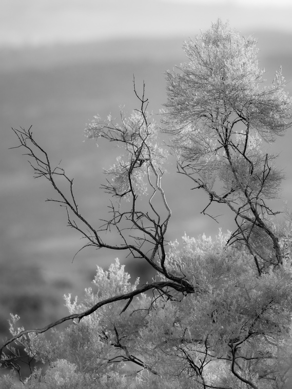 Eary spring in the Mojave Desert, California.