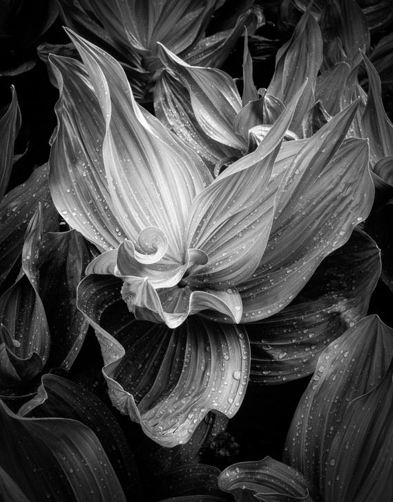 Rain drops collected on forest plants from late evening storm, passing through the Wasatch Mountains, Utah.