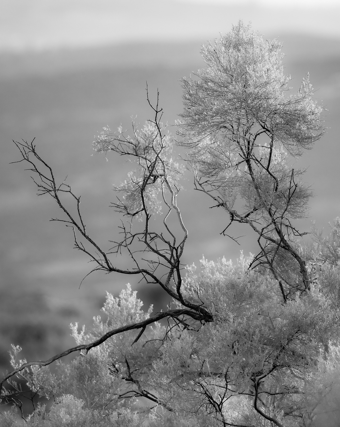 Eary spring in the Mojave Desert, California.