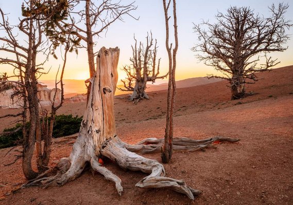 Sunset on the Markagunt Plateau, Cedar Breaks National Monument, Utah.