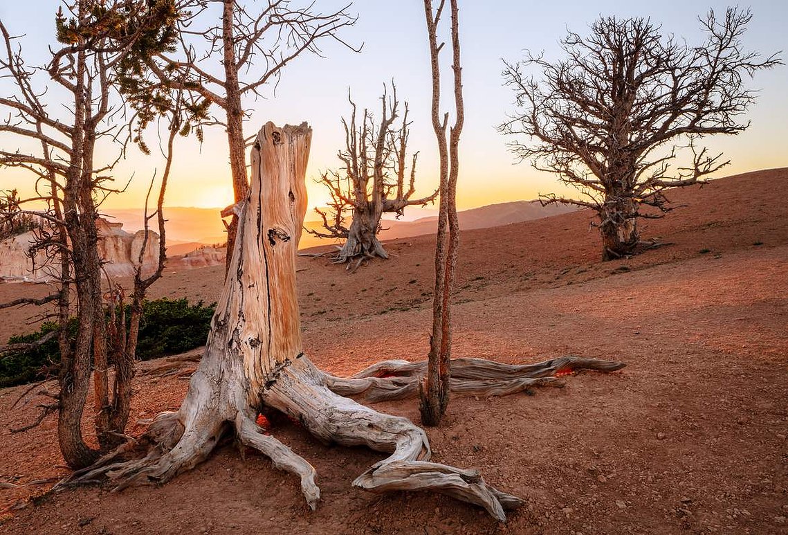 Sunset on the Markagunt Plateau, Cedar Breaks National Monument, Utah.