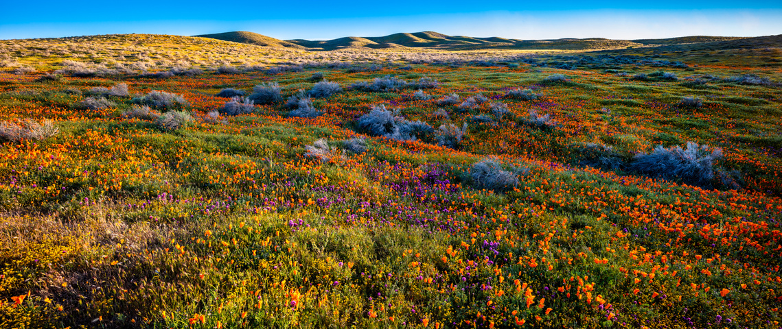 Spring colors the high Mojave Desert, California.