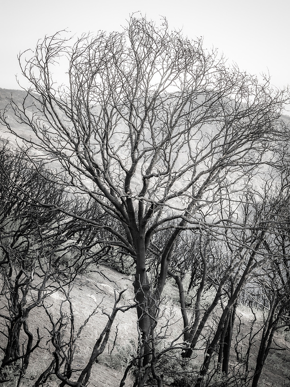 Remnants of life, following yet another California wildfire.