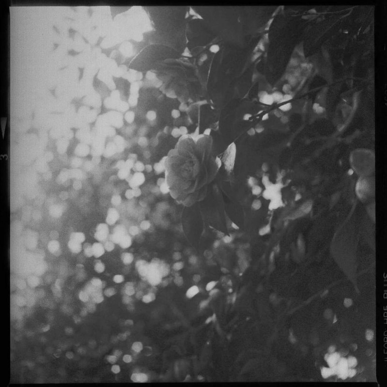 Camellia