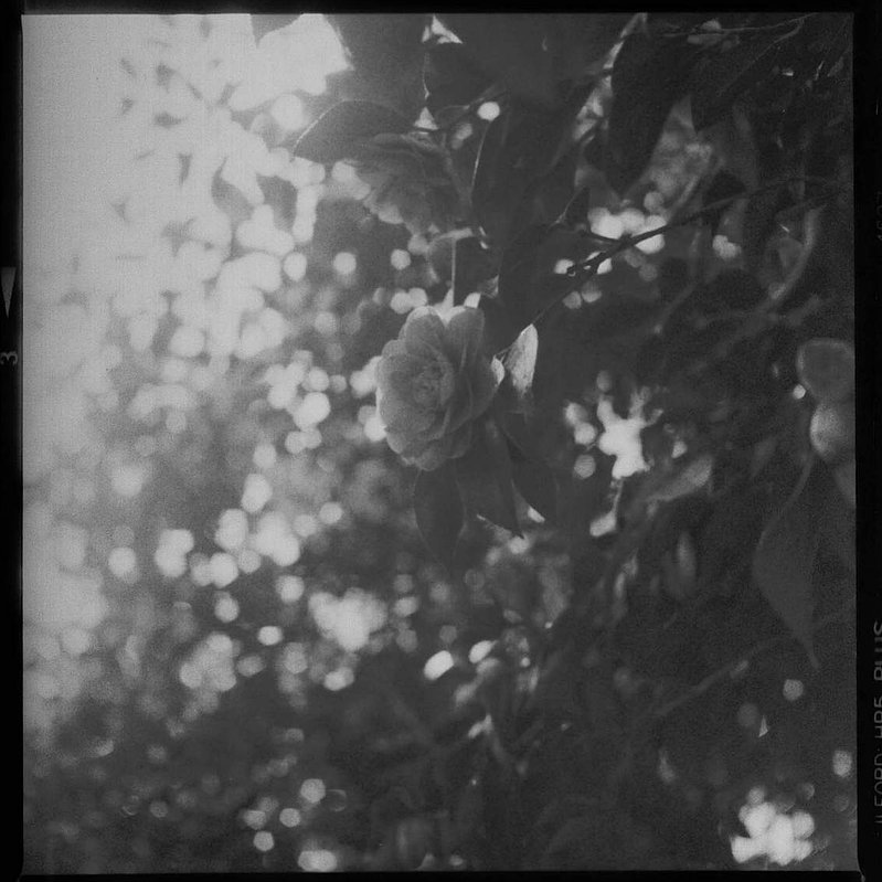 Camellia