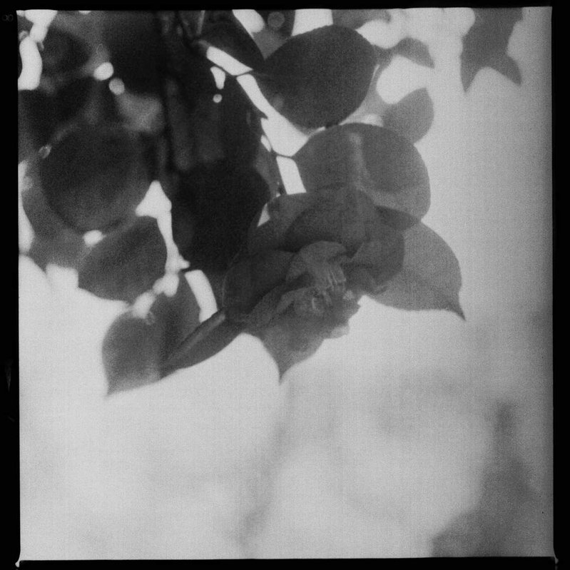 Camellia