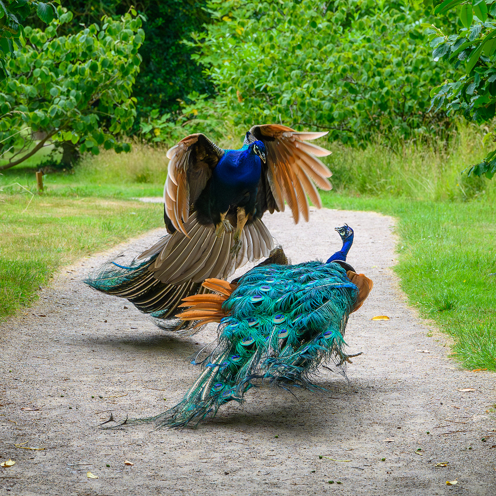 Two peacocks establishing dominance at Markshall Estate.