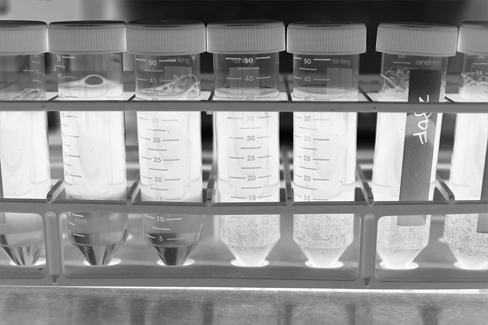 test tubes in a rack in a laboratory
