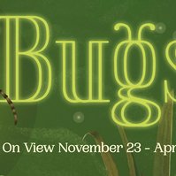 Billboard Design for BugLab (Te Papa, Wëta) exhibition, Procreate, 2025.