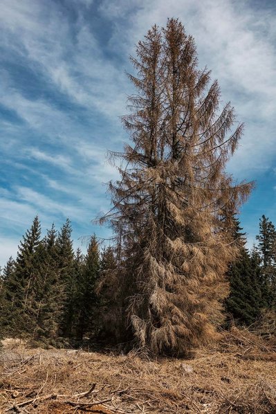 Toter Baum mit abgestorbenen Aesten und blauer Himmel