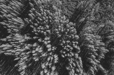 Schwarz Weiss Aufnahme von totem Wald fotografiert mit Drohne