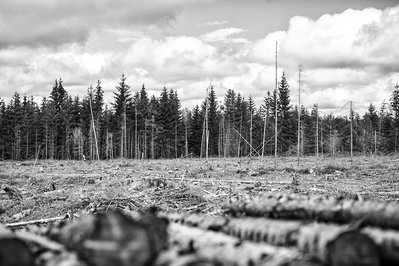 Toter Wald mit Holz im Vordergrund