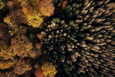 Bunter Herbstwald und tote Fichten