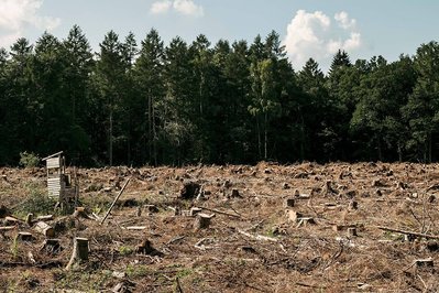 Abgeholzter Wald mit Ueberresten von Hochsitz