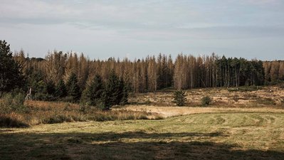 Freiflaeche mit Hochsitz und totem Wald in Hessen
