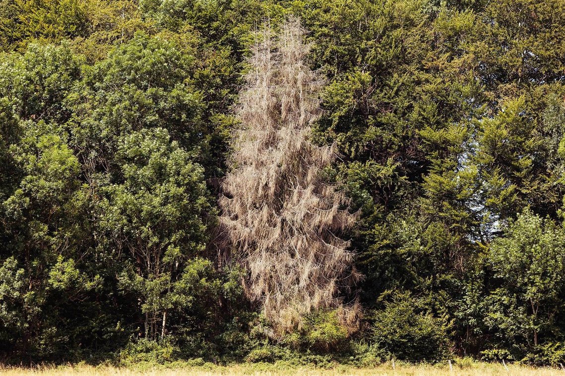 Fotografie von einem einzelnen toten Baum umgeben von lebenden Baeumen