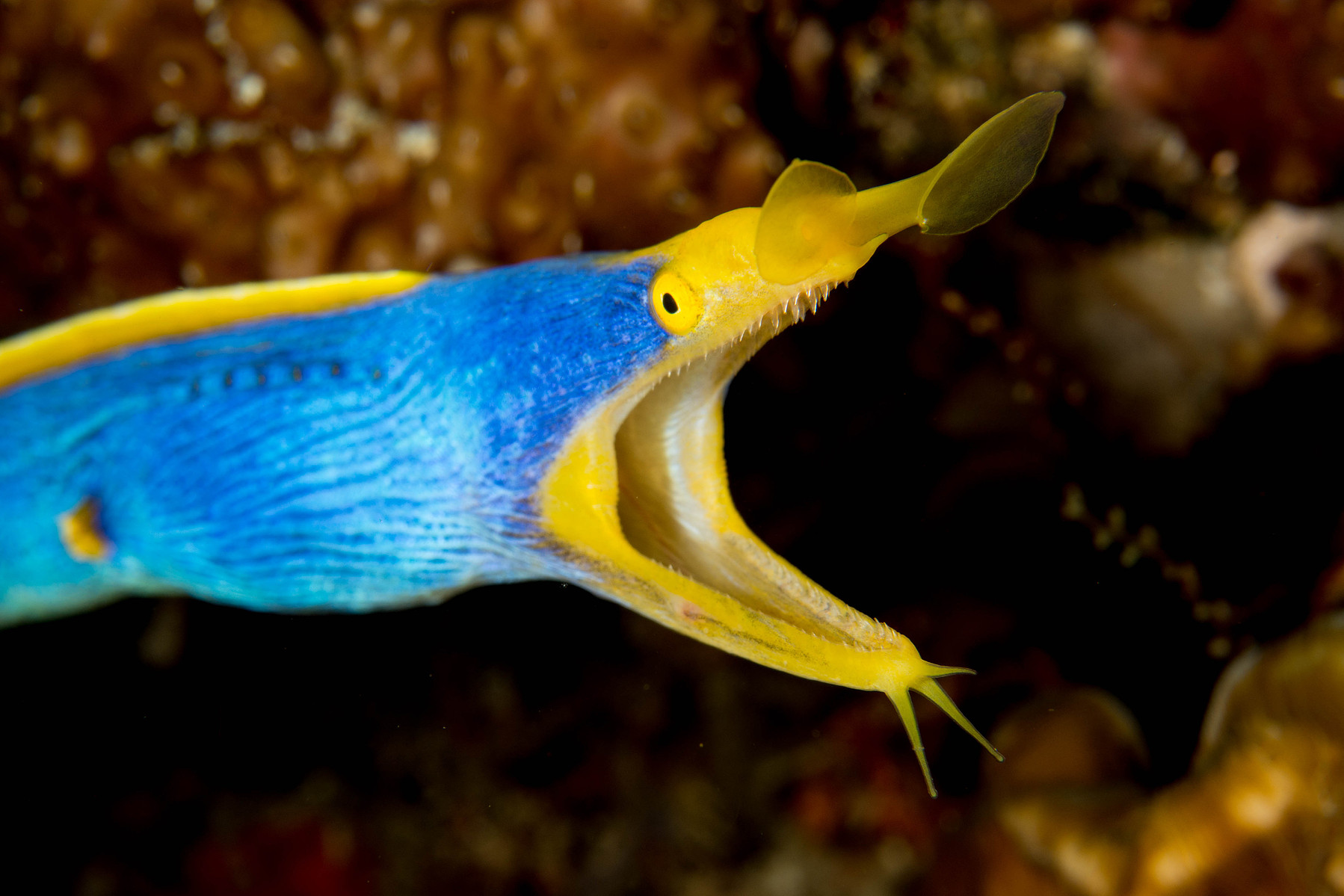 Female Ribbon eel, North Komodo, Indonesia