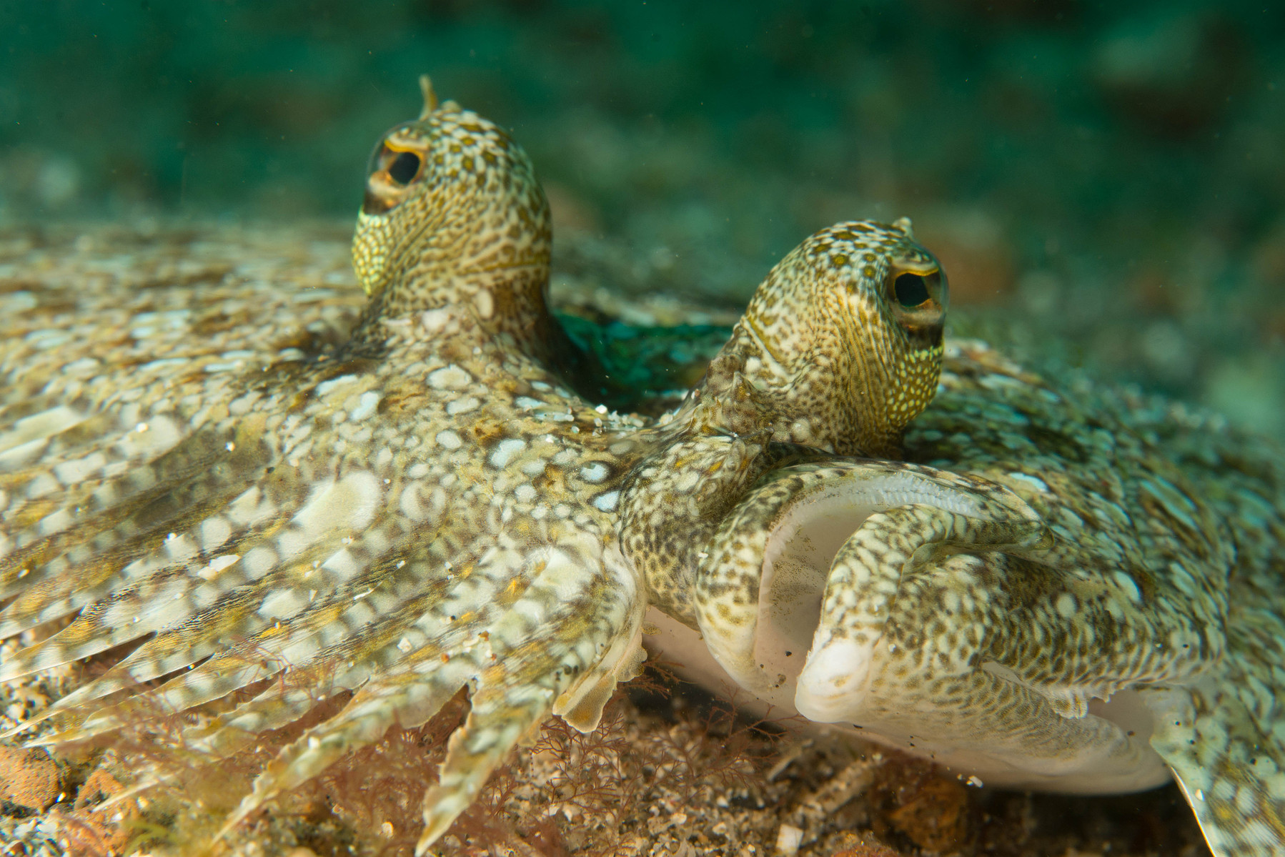 Portrait of Peacock Flounder, Lembeh Strait, North Sulawesi, Indonesia