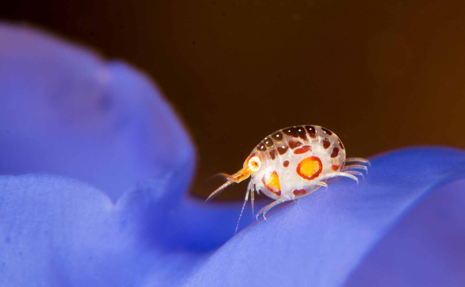 Lady Bug Amphipod, Yellow Wall. Horseshoe Bay, Rinca, Indonesia