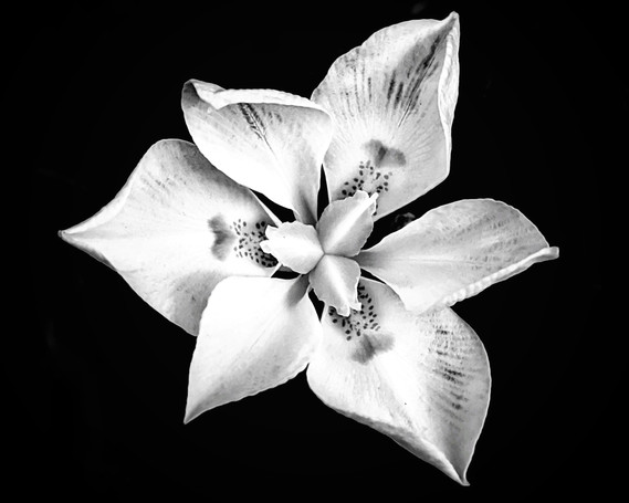 A white flower on a black background.