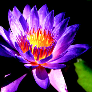 Denver Botanic Gardens, Colorado