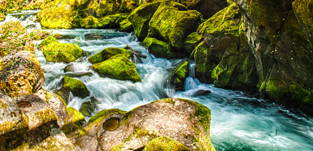 Oregon Stream while hiking